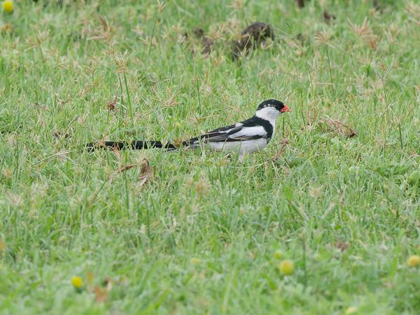 <h3><a href="/trips/tanzania/biota/animalia/chordata/aves/040 passeriformes/116 viduidae/vidua macroura/vidua macroura-nl.html">Vidua&nbsp;macroura</a> / Pin‑tailed&nbsp;whydah / Dominicanerwida</h3>OM-1 Mark II met OLYMPUS M.150-400mm F4.5, 1/1250 sec  bij F8.0, ISO 2000, afstand 19.3&nbsp;m